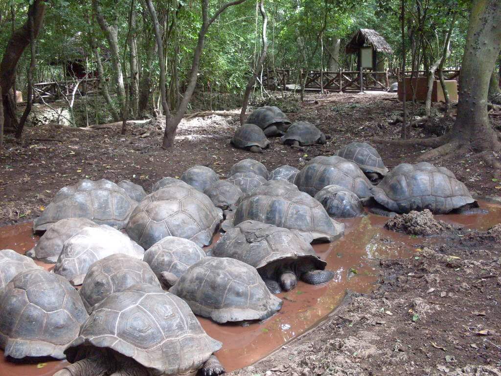  Гигантские черепахи Занзибара