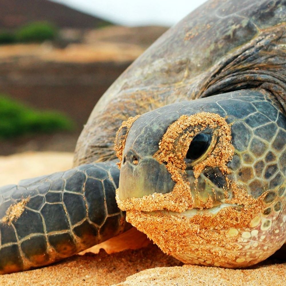  Гигантские черепахи Занзибара